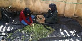 مجموعات شبابية تشارك مؤسسة REFORM في يوم تطوعي لقطف الزيتون في بيت الابداع