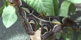 الفراشة الثعبان.. أكبر فراشة في العالم