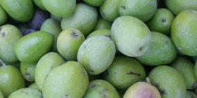 صور لموسم قطف الزيتون من محافظات مختلفة