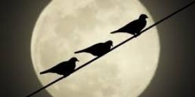 طيور تقطع الكهرباء عن أجزاء من نابلس