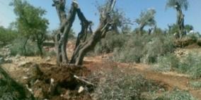 مستوطنون يقتلعون عشرات أشجار الزيتون جنوب الخليل
