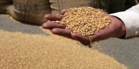 توقعات بانخفاض قياسي لإنتاج القمح بسوريا