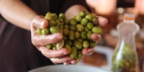 تخليل الزيتون الاخضر في رام الله