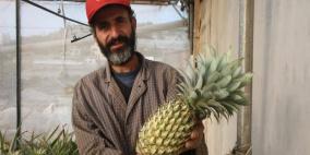 مزارع أصم يفاجئ الجميع بزراعة الاناناس في حقول طولكرم