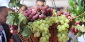 افتتاح مهرجان العنب في الخليل