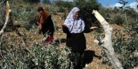 الخليل: اقتلاع مئات الاشجار بخربة أم نير