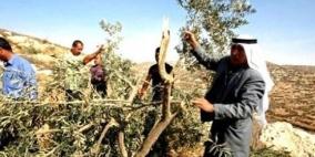 مستوطنون يقتلعون أشجارا ويخربون مزروعات في وادي فوكين