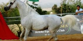 نحو 50 فارسا يشاركون في سباق الخيول العربية الاصيلة في جنين الجمعة