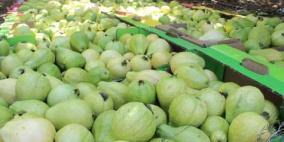 قلقيلية: المحافظ يعلن إلغاء مهرجان الجوافة الثالث