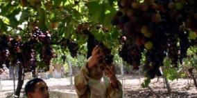 الزراعة تقدر إنتاج العنب بالخليل هذا الموسم بـ25 ألف طن
