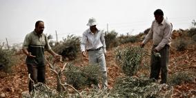 مستوطنون يقطعون مئات أشجار الزيتون جنوب نابلس