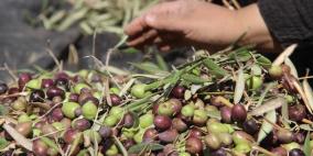 ما تبقى من زيتون