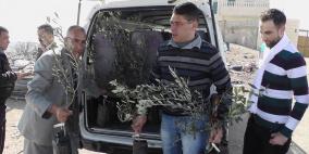 بالصور: محافظة الخليل تقدم عدد من أشجار الزيتون لمنطقة جبل جالس