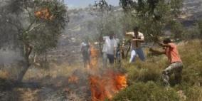 "التضامن":مستوطنون يحرقون 1500 زيتونة في نابلس خلال يومين