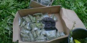 ضبط أشتال "ماريجوانا" في يطا جنوب الخليل