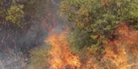 مستوطنون يضرمون النار في أشجار جنوب نابلس