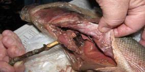 بعد إجراء دراسة.. نفايات بلاستيكية تتسلل إلى بطون الأسماك