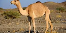 ما هو حكم أكل لحم الإبل وهل ينقض أكله الوضوء ؟