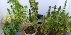 الشرطة تضبط ما يزيد عن 2 كيلو ماريجوانا مخدرة في طولكرم