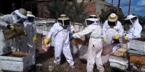 شاهد.. معركة مع النحل والنهاية عسل