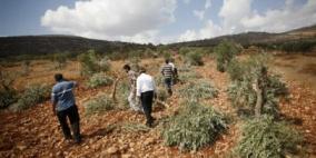مستوطنون يقطعون أشجار زيتون في شوفة وكفا جنوب طولكرم