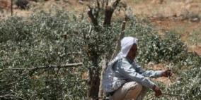 الاحتلال يمنع مزارعي بيت امر من قطف ثمار أشجارهم