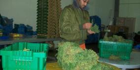 طوباس: مصنع الخيزران منافسا قويا للمنتجات الإسرائيلية في الخارج في مجال الأعشاب الطبية