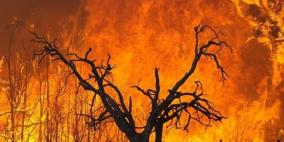 حريق هائل غرب جنين يلتهم أكثر من ألفي دونم مزروعة بالأشجار