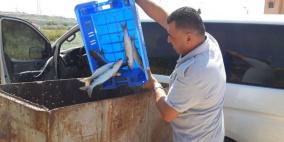 الضابطة الجمركية تتلف 100 كغم سمك فاسد في رام الله