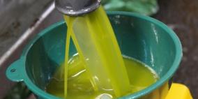 الزيتون في غزة