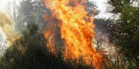 حريق يتسبب بتدمير 10 دونمات من أشجار واد القف غرب الخليل