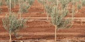 أهالي عزبة الطبيب يزرعون أشتال زيتون في أراضيهم المهددة بالسلب