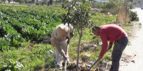 بلدية طولكرم تنهي زراعة 3500 شجرة حرجية ومثمرة منذ بداية العام الحالي