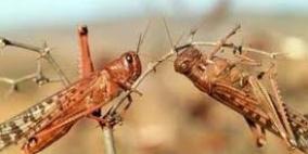 عساف لـ"راية": تم القضاء على 95% من موجة الجراد التي دخلت منطقة عرب الهذالين بالخليل