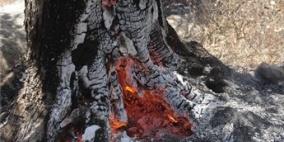 الدفاع المدني: احتراق 400 شجرة زيتون في بلدة قفين بطولكرم