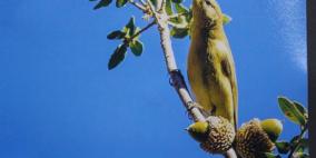 غزة وبيت ساحور في معرض صور للحياة البرية في فلسطين