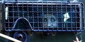 الاحتلال يقرر الإبقاء على اعتقال ثلاث فتيات قاصرات من بيت لحم