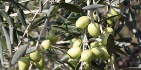 حشد متطوعين أجانب لمساعدة المزارعين في قطف الزيتون بنابلس