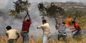 الاحتلال يضرم النيران في أشجار الزيتون جنوب جنين