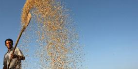 "الفاو" تتوقع حدوث زيادة كبيرة بالانتاج العالمي للحبوب في 2013