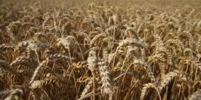 تراجع أسعار الحبوب مع وفرة المحصول