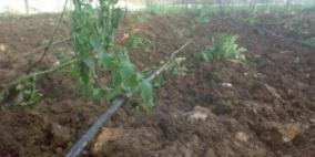 وزير الزراعة ومحافظ طوباس يبحثان سبل النهوض بالقطاع الزراعي