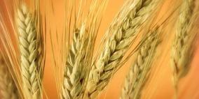 16% ارتفاع فى إنتاج القمح المصري