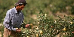 الزراعة بغزة توضح السبب وراء غلاء أسعار الخضراوات