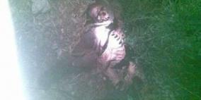 العثور على جثة مواطن التهمتها وحوش ضارية غربي الخليل