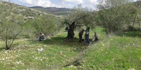 جبهة النضال الشعبي تنظم يومي تطوعي لقطف الزيتون في قرية كفر زيباد