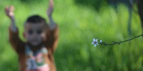 لوحه من الطبيعة مع ورد اللوز