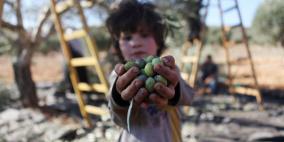 موسم قطف الزيتون في قرية يتما قرب نابلس