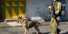 كلاب الاحتلال تهاجم مواطنين من الخليل وتصيبهما بجروح