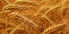 الحبوب الروسية تتجاوز بصادراتها الأسلحة وتقترب من الطاقة